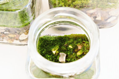 Fragrant Moss Plant as Natural Air Freshener
