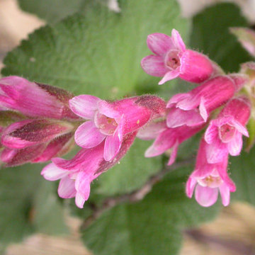 Ribes malvaceum