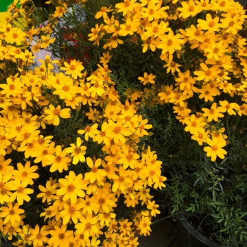 Southwestern Plants