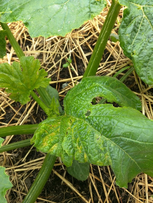 What is wrong with my zucchini plants?