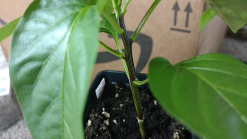 Why Do Pepper Plant Stems Frequently Turn Purple