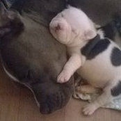Laura Buccarello's photo