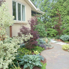 Garden Bed with Maple Tree