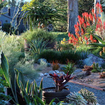 Gardens by Gabriel Demonstration Garden: Aloes In Bloom