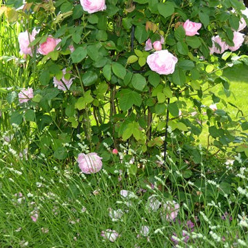 Rosenträdgård