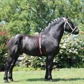 Descansa Percherons's photo