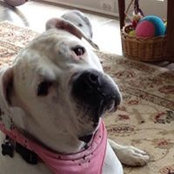 Nancy Chaplin-Bozeman's photo