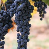 Make Wines billede