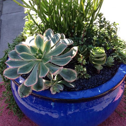 Succulent arrangements - Products