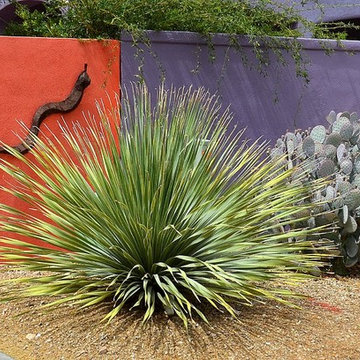Southwestern Plants