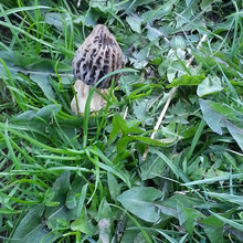 Name this Mushroom