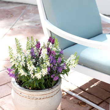 Romantic Garden in the Pacific Palisades, CA