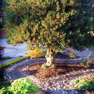 Woodstock Craftsman Cottage Rain Garden