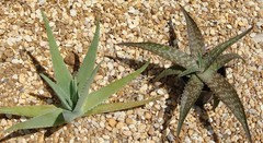 100 blue weber agave tequila 100 Anos Tequila Blanco Made With Blue Agave – Wheatley Wine & Spirits