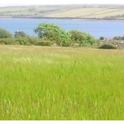 Cath Selios billede