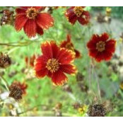 Emili Mili's photo
