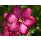 Foto von Clematite Trandafiri
