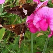 Donna Kupetz's photo