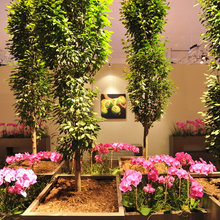 ORCHIDS