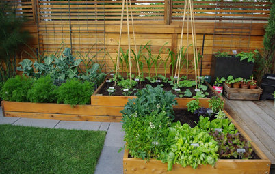 Experiments Aplenty Fill Vancouver Edible Garden