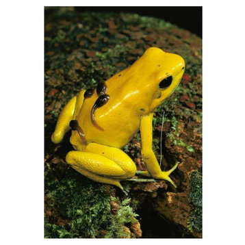 Golden Poison Dart Frog Male Carrying Tadpoles On His Back, Colombia-Paper Art