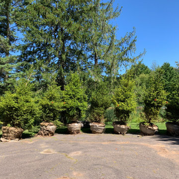 Instant Forest in Wisconsin