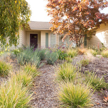 Pollinator-Friendly Front Yard