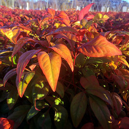 Current Featured Plants - Products