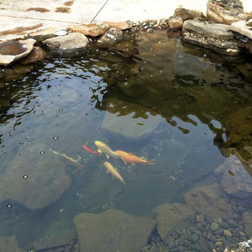 Clear water and Happy fish in their new home in Ellensburg, WA