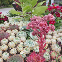 Plants