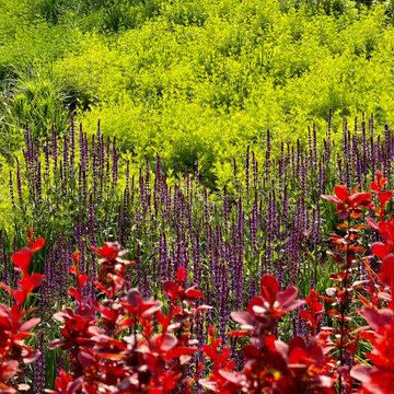 Orange Rocket Barberry and Caradonna Salvia