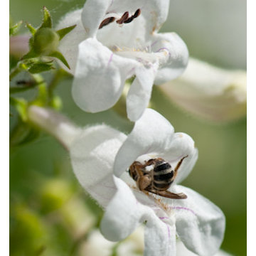 Smooth Beardtongue