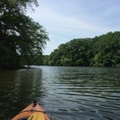 Roger Williamson's photo