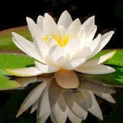 Claudia Flushman's photo