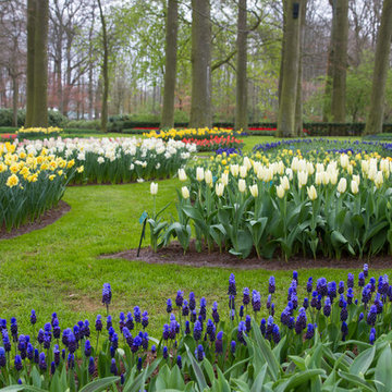 Keukenhof: World's Largest Bulb Garden