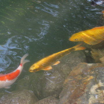 Water Features