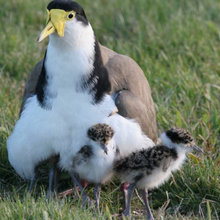 Plovers