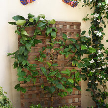 Plants For dining Room Window