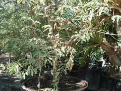 Tamarind Tree Has Anyone Heard Of It And Does It Grow In Florida Tamarind Tree Has Anyone Heard Of It And Does It Grow In Florida