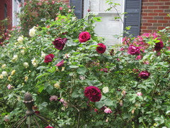 Grimey Roses Granny Grimmets | Houzz Forum