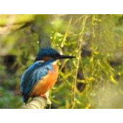 Beddington North's photo