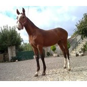 Foto de Dm Cavalos