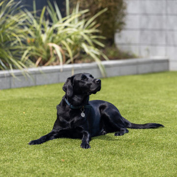 Dog Friendly Artificial Grass