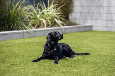 Dog Friendly Artificial Grass