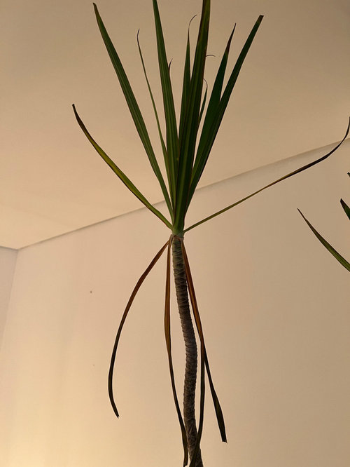 What is wrong with my dragon plant?