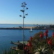 Calliea Pan's photo