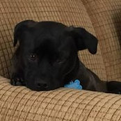 Steve Shetzline's photo