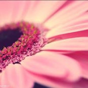 Bridget Jones's photo
