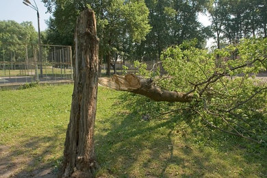 San Antonio Tree Experts