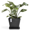 Ecopots, Square, In/Outdoor Plastic Planter Flower Pot Saucer, Dark Grey, 11"